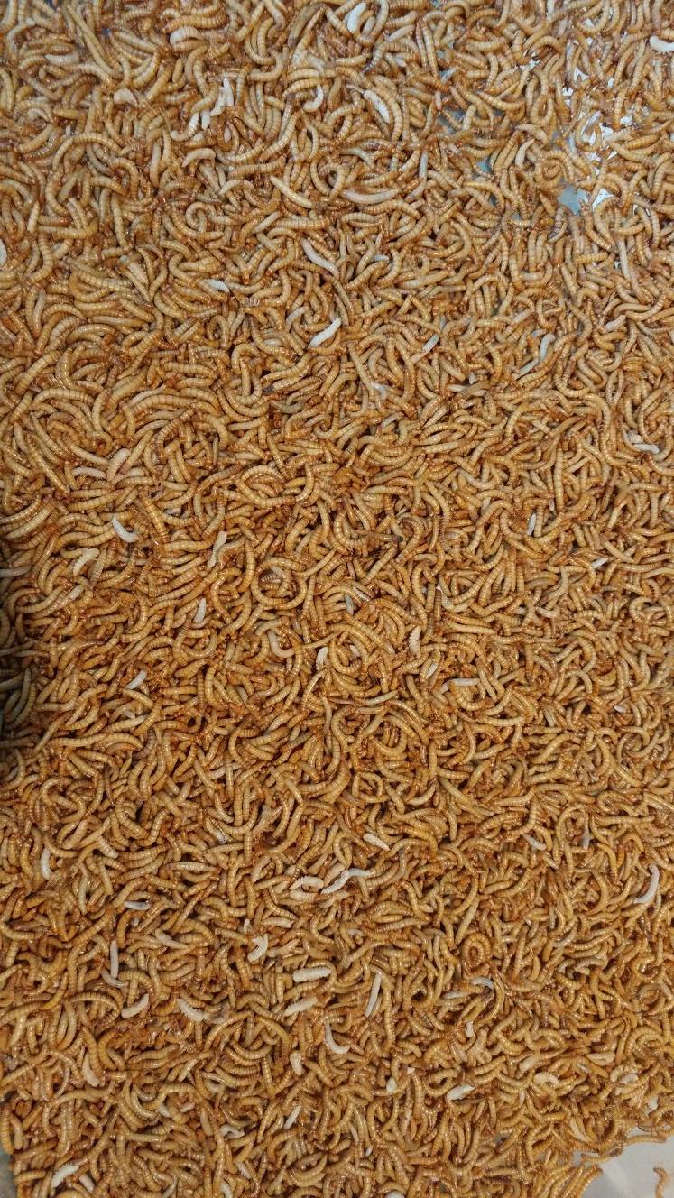 10k mealworms02