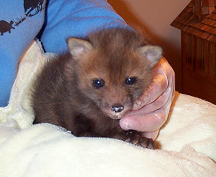 baby foxy7