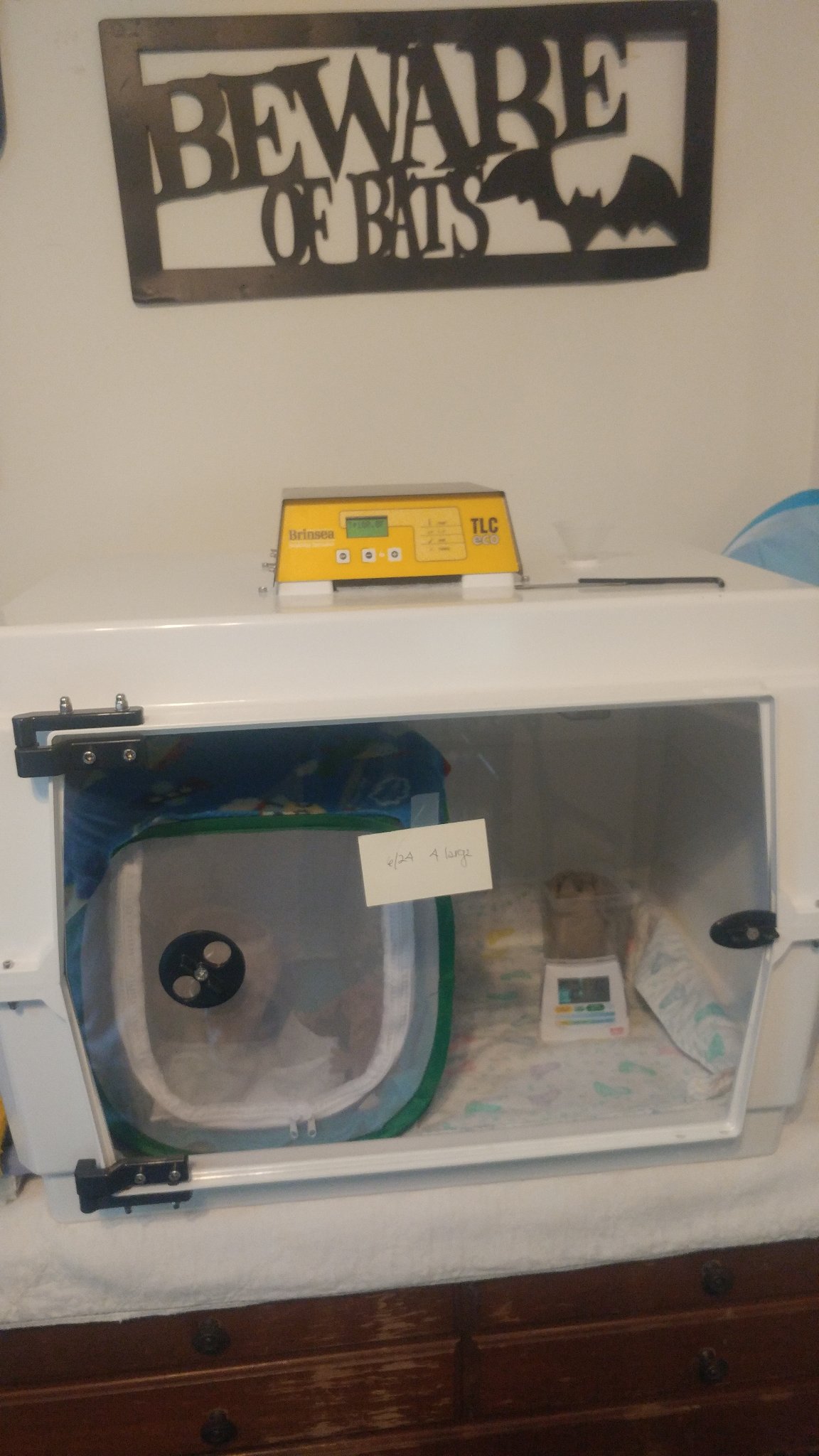 incubator for bat pups02